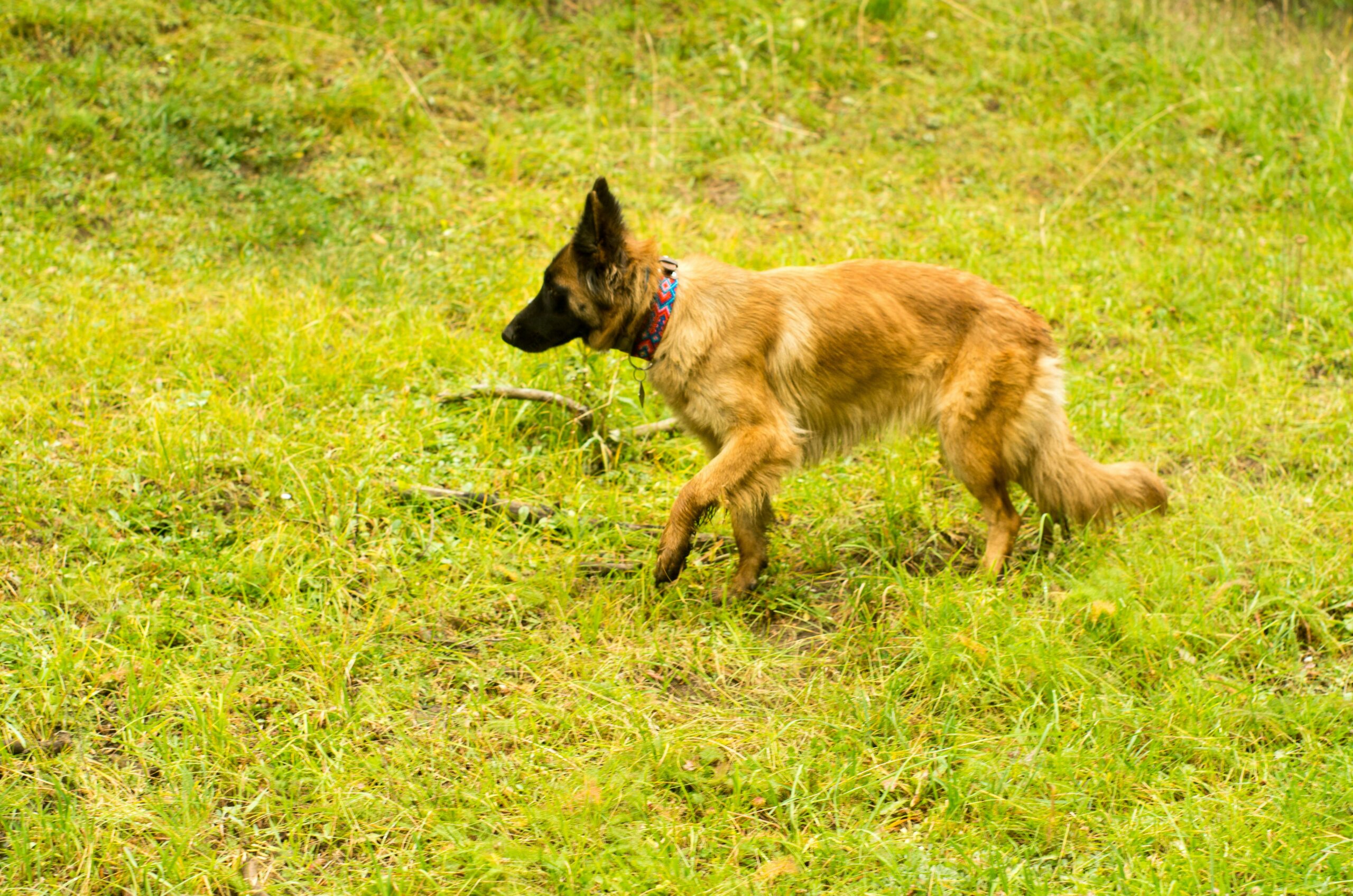 Alert Belgian Malinois dog, the breed involved in the $5.4 million Horta v. Los Angeles dog bite verdict
